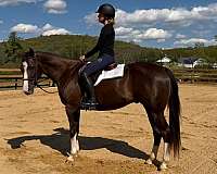 equitation-quarter-horse