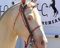perlino-stallion-trail-horse