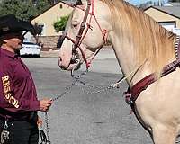 perlino-andalusian-quarter-horse-stallion