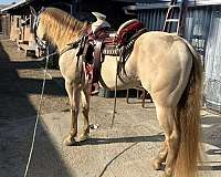 stallion-trail-andalusian-quarter-horse
