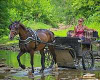 all-around-haflinger-horse