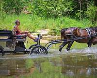 athletic-haflinger-horse