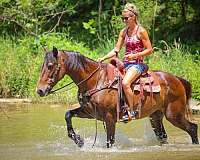 beginner-haflinger-horse