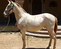 blue-eyes-andalusian-horse