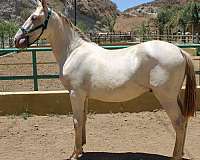 perlino-andalusian-horse