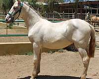 colt-andalusian-horse
