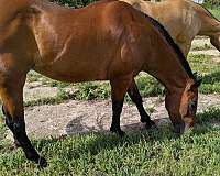 star-left-hind-pastern-white-horse