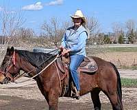 bay-star-left-hind-pastern-white-horse