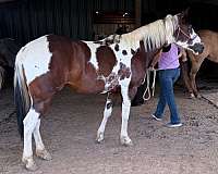 calf-paint-pony