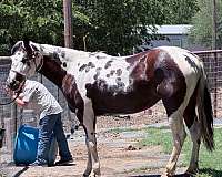 day-work-paint-pony