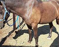 left-rear-ring-horse