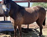 right-rear-half-ring-horse