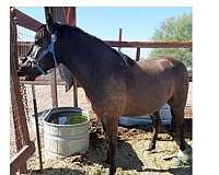 bay-left-rear-ring-horse