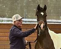 bay-pinto-yearling