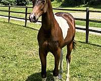 tobiano-arabian-yearling
