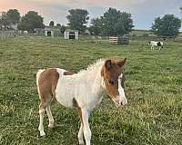 halter-trained-filly-foal