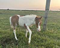 blue-eyed-miniature-horse