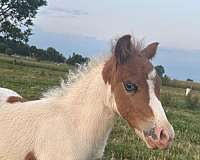 flashy-miniature-horse