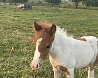 kid-safe-miniature-horse