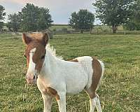 blue-eyed-filly