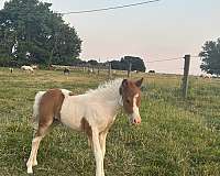 flashy-filly