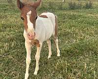 kid-safe-filly