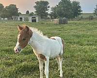 blue-eyed-horse