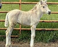 14-hand-fjord-filly