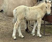 athletic-fjord-horse