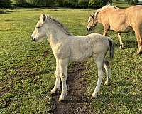 breeding-fjord-horse