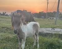 flashy-kid-safe-colt