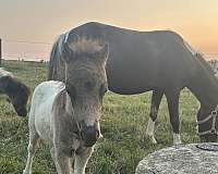 flashy-kid-safe-horse