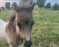 flashy-kid-safe-miniature-horse