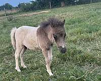 6-hand-miniature-colt