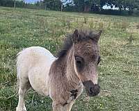 6-hand-miniature-horse