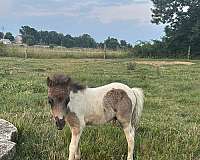 6-hand-colt