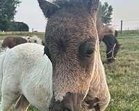 miniature-colt