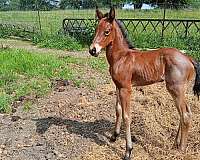 none-horse