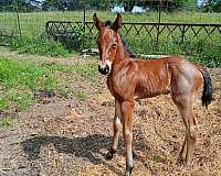 all-around-quarter-horse