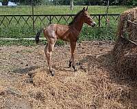 athletic-quarter-horse