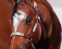 quarter-horse-filly