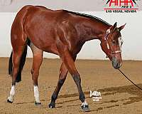 quarter-horse-for-sale