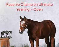 quarter-horse