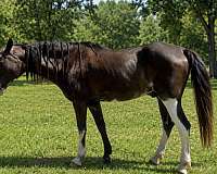 all-around-paint-horse