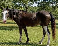beginner-paint-horse