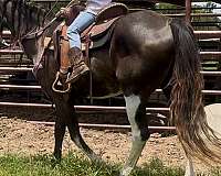 riding-lessons-paint-horse