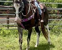 back-paint-horse