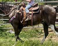 riding-lessons-gelding