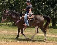 beginner-novice-paint-horse