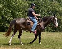 beginner-safe-paint-horse